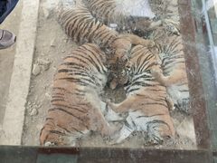 -栾川竹海野生动物园