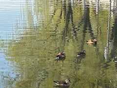 -莲花池公园