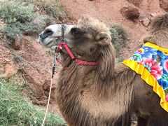 -天山神秘大峡谷