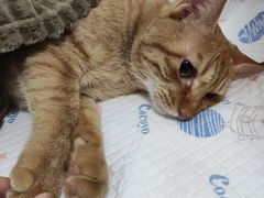 -灵美宠物诊所