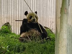 -卧龙中华大熊猫苑神树坪基地