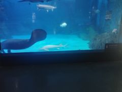 -烟台海昌鲸鲨海洋公园