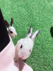 -萌宠亲子动物乐园(槐房万达店)