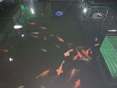 -东江湖游水三文鱼美食城