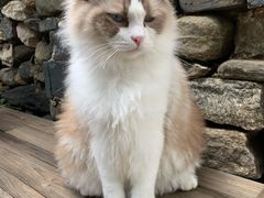 -喵屿·大理花园猫咖