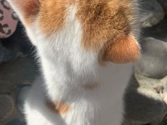 -喵屿·大理花园猫咖