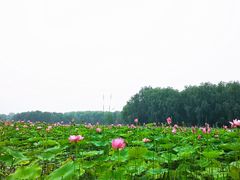 -东郊湿地公园