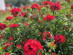 -松山湖梦幻百花洲