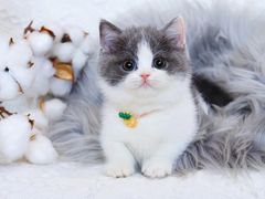 -十年猫舍·猫咪专门店(普陀店)