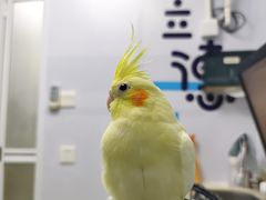 -立德动物医院·异宠·CT·鹦鹉(天河店)