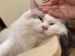 -滚猫咖啡·猫咖·猫友好撸猫(未来城店)