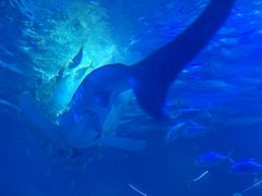 -烟台海昌鲸鲨海洋公园