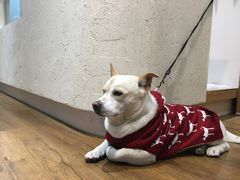 -椿风·养身茶饮(吉大店)