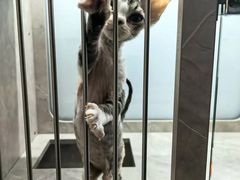 -山宅一喵德文卷毛猫舍