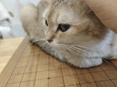 -楼上猫咖(罗湖店)