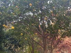 -知味观(湖滨总店)