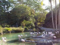 -奥兰多迪士尼动物王国乐园