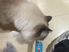 -藏猫猫咖啡主题馆(中央大道店)