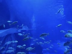 -太平洋海底世界