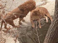 -大连森林动物园