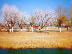 -天津东丽湖风景区