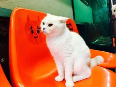 -猫咪博物馆(顶澳仔猫街店)