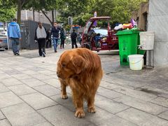 -大邑李记肥肠血旺