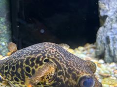 -上海海洋水族馆