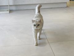 -关爱宠物医院·猫科中心·消化科(滨湖万达分院)