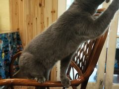 -猫色咖啡·猫咖