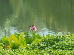 -福建鲤鱼洲酒店