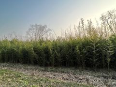 -广富林郊野公园
