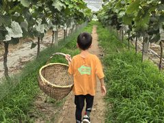 -马陆小张葡萄园农家乐