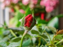 -中环花鸟鱼虫市场