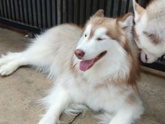 -TrueLove @ Neverland (Husky Cafe)
