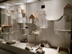 -喵喵咪呀布偶猫咖(春熙路店)