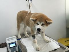 -艾吉宠物医院·疑难杂症转诊中心·猫友好(碧江路院)