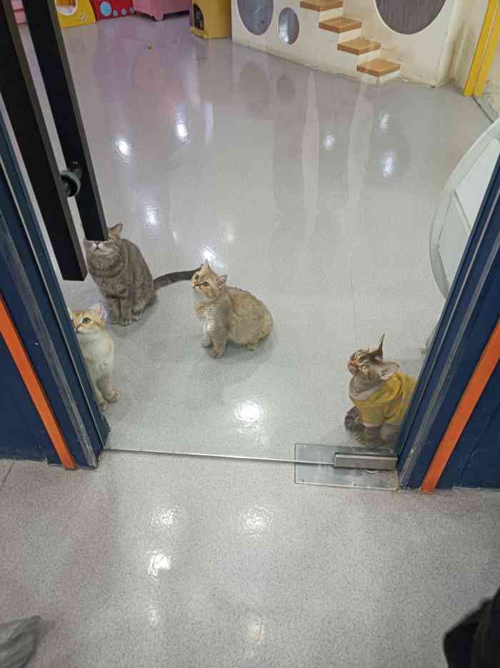 猫的王国猫吧61猫咖61撸猫61猫咪售卖(之心城店)-"今天是和小