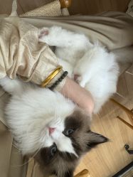 -Sugar苏格婚礼策划工作室