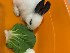 -艾贝尔宠物医院·24H转诊中心·肿瘤猫专科(江宁双龙店)