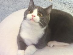 -momokira米努特·德文卷毛猫·棉花面纱犬