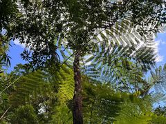-海南热带雨林国家公园吊罗山景区