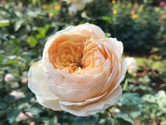 -人民公园(罗湖区)