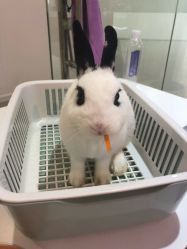 -Moni星球萌宠·小马宝莉·灵蛇·高端高阶全萌宠互动体验俱乐部(红豆国际广场店)