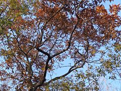 -上海佘山国家森林公园天马山园