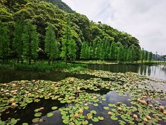 -广州市石门国家森林公园