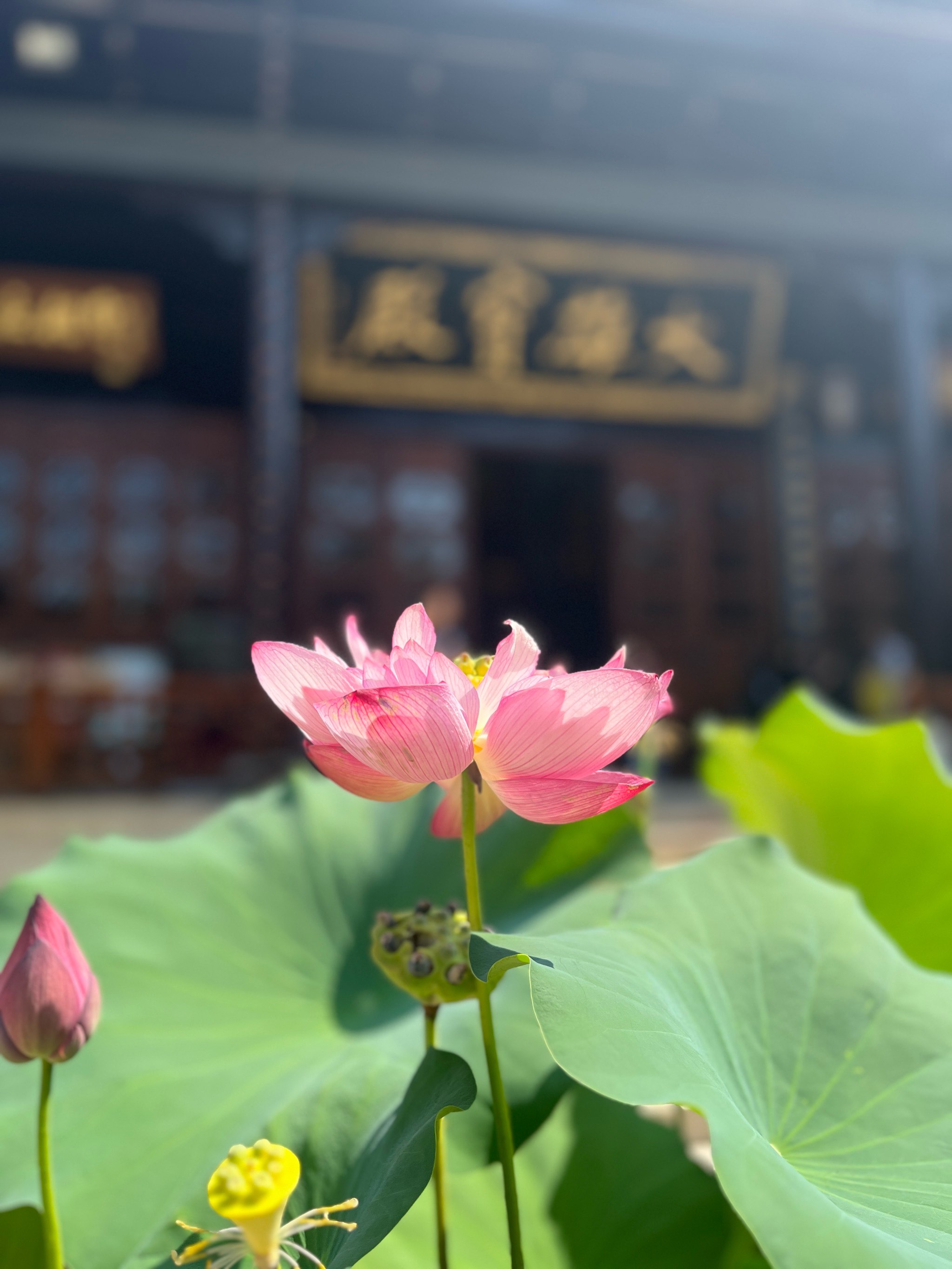 关于灵峰园林景观的信息 关于灵峰园林景观的信息（关于灵峰园林景观的信息有哪些） 园林景观