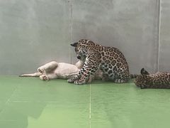 -北京野生动物园