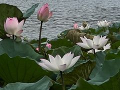 -荔湾湖公园