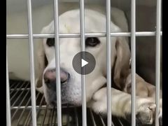 -喜多萌中农锦绣动物医院24H·猫科·牙科MRI·CT